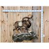 Image 1 : GIANT Mouflon Ram Sheep Full Body Taxidermy Mount