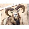 Image 2 : GIANT Mouflon Ram Sheep Full Body Taxidermy Mount