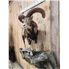 Image 3 : GIANT Mouflon Ram Sheep Full Body Taxidermy Mount