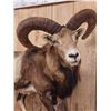 Image 4 : GIANT Mouflon Ram Sheep Full Body Taxidermy Mount
