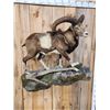 Image 5 : GIANT Mouflon Ram Sheep Full Body Taxidermy Mount