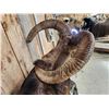 Image 6 : GIANT Mouflon Ram Sheep Full Body Taxidermy Mount