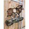 Image 7 : GIANT Mouflon Ram Sheep Full Body Taxidermy Mount