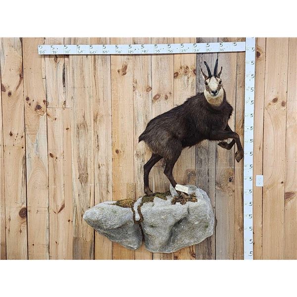 Alpine Chamois Full Body Taxidermy Mount