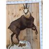 Image 2 : Alpine Chamois Full Body Taxidermy Mount