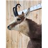 Image 4 : Alpine Chamois Full Body Taxidermy Mount