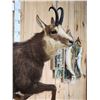 Image 5 : Alpine Chamois Full Body Taxidermy Mount