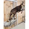 Image 6 : Alpine Chamois Full Body Taxidermy Mount