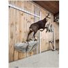 Image 7 : Alpine Chamois Full Body Taxidermy Mount