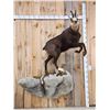Image 8 : Alpine Chamois Full Body Taxidermy Mount