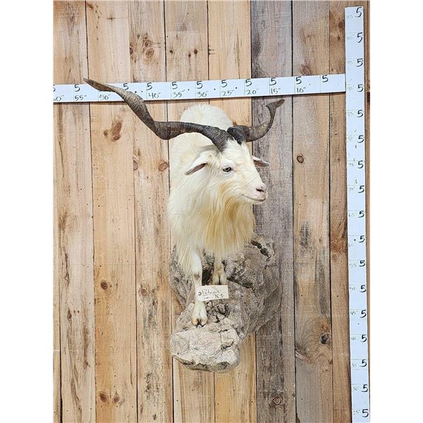 Catalina Cross Goat Full Body Taxidermy Mount