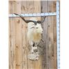 Image 1 : Catalina Cross Goat Full Body Taxidermy Mount