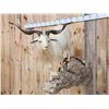 Image 2 : Catalina Cross Goat Full Body Taxidermy Mount