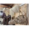 Image 3 : Catalina Cross Goat Full Body Taxidermy Mount