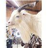 Image 4 : Catalina Cross Goat Full Body Taxidermy Mount