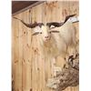 Image 5 : Catalina Cross Goat Full Body Taxidermy Mount