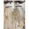 Image 6 : Catalina Cross Goat Full Body Taxidermy Mount