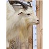 Image 7 : Catalina Cross Goat Full Body Taxidermy Mount