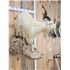 Image 8 : Catalina Cross Goat Full Body Taxidermy Mount