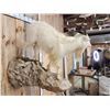 Image 9 : Catalina Cross Goat Full Body Taxidermy Mount