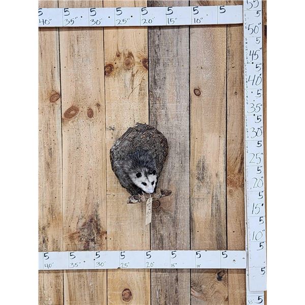 Opossum In A Log Full Body Taxidermy Mount
