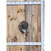 Image 1 : Opossum In A Log Full Body Taxidermy Mount