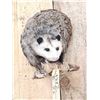 Image 2 : Opossum In A Log Full Body Taxidermy Mount