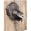 Image 4 : Opossum In A Log Full Body Taxidermy Mount