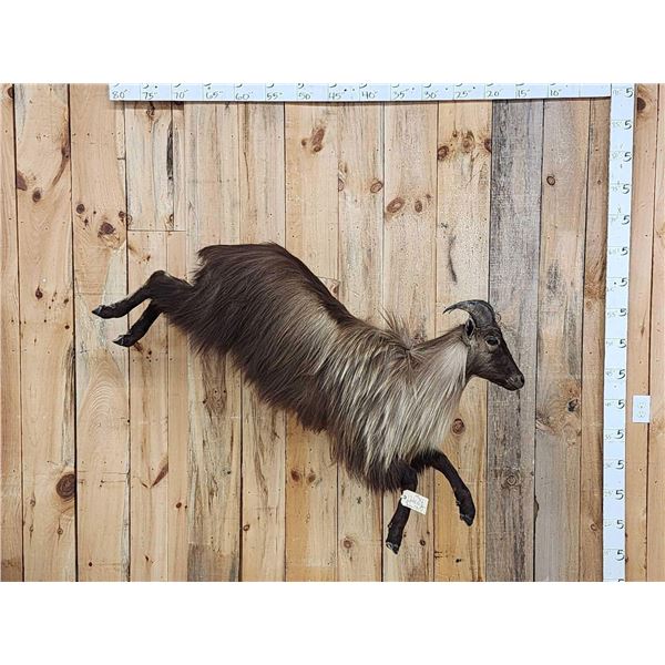 Leaping / Running Tahr Full Body Taxidermy Mount