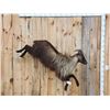 Image 1 : Leaping / Running Tahr Full Body Taxidermy Mount