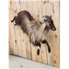 Image 2 : Leaping / Running Tahr Full Body Taxidermy Mount