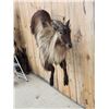 Image 3 : Leaping / Running Tahr Full Body Taxidermy Mount
