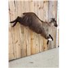 Image 4 : Leaping / Running Tahr Full Body Taxidermy Mount