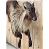 Image 5 : Leaping / Running Tahr Full Body Taxidermy Mount