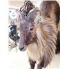 Image 6 : Leaping / Running Tahr Full Body Taxidermy Mount
