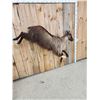 Image 7 : Leaping / Running Tahr Full Body Taxidermy Mount