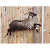 Image 9 : Leaping / Running Tahr Full Body Taxidermy Mount