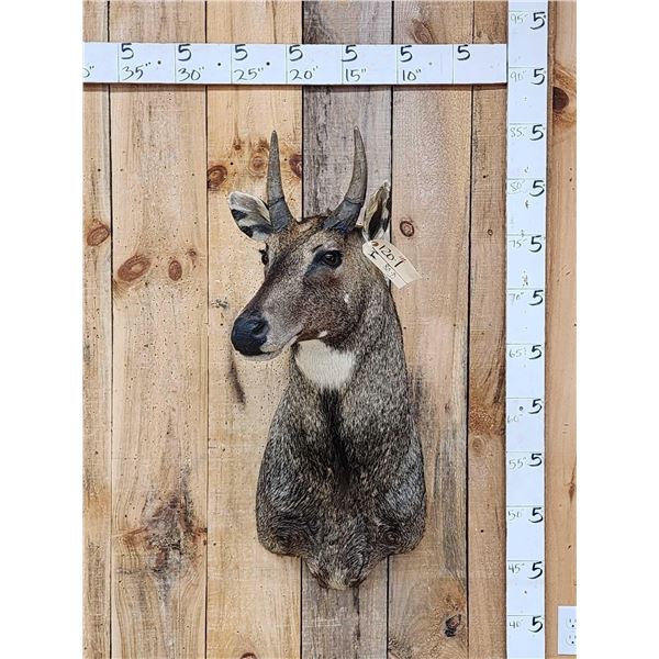 Nilgai Antelope Shoulder Mount Taxidermy