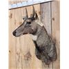 Image 2 : Nilgai Antelope Shoulder Mount Taxidermy
