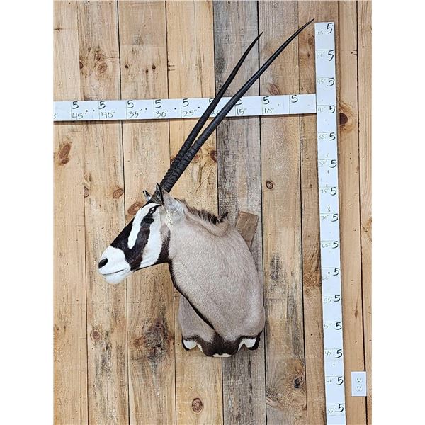Extra Nice African Gemsbok Shoulder Mount Taxidermy