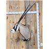 Image 1 : Extra Nice African Gemsbok Shoulder Mount Taxidermy