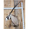 Image 2 : Extra Nice African Gemsbok Shoulder Mount Taxidermy