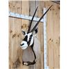Image 3 : Extra Nice African Gemsbok Shoulder Mount Taxidermy