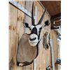 Image 4 : Extra Nice African Gemsbok Shoulder Mount Taxidermy