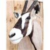 Image 5 : Extra Nice African Gemsbok Shoulder Mount Taxidermy