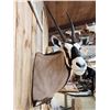 Image 7 : Extra Nice African Gemsbok Shoulder Mount Taxidermy