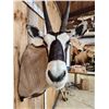Image 8 : Extra Nice African Gemsbok Shoulder Mount Taxidermy