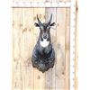 Image 1 : Nilgai Antelope Shoulder Mount Taxidermy