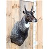 Image 2 : Nilgai Antelope Shoulder Mount Taxidermy