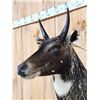 Image 5 : Nilgai Antelope Shoulder Mount Taxidermy